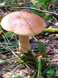 IMG_20240810_111147_1.thumb.jpg.1983e531e13da1becd96ecf4f3cddbf7.jpg