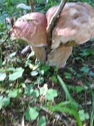 IMG_20240819_152046.jpg
