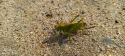 IMG_20240822_145452_135.thumb.jpg.48b9112b7445df7740f1fa522c6cc452.jpg