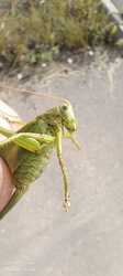 IMG_20240822_145638_657.thumb.jpg.460637c1dc97b5c3af731f84923bfa38.jpg