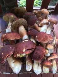 IMG_7213.thumb.jpg.bd3b74382dc035fc6e300b3b207ca04c.jpg