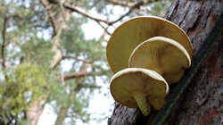 Neolentinus_lepideus_AWP_20240807.thumb.JPG.82921bbfa4f1afd2962fa1d94f2f3edc.JPG