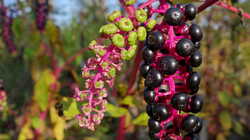 Phytolacca_americana_AWP_202408_26.thumb.JPG.ed5109058efbd4cfa2d786193489112b.JPG