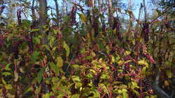 Phytolacca_americana_AWP_2024_0826.thumb.JPG.0d40672e9a26855facd0654cb5e4714b.JPG