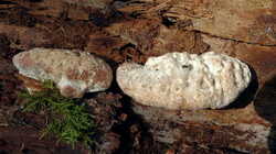 Pseudoinonotus_dryadeus_sp_AWP_20240821.thumb.JPG.8397ca2ea7a17c88848abf0979c3c076.JPG