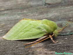 Pseudoips_prasinana_NND_20230627-1.thumb.JPG.b3655455a712ddb735d2d12bbb437f76.JPG