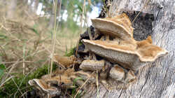 1755625369_Trametes_trogii_.thumb.JPG.6fd98315329c09d23a757859456933f7.JPG