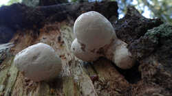 2091190829___Fomitopsis_betulina_.thumb.JPG.0453cf235438809127041796dba06b8c.JPG