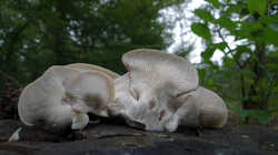 463770171_Pleurotus_ostreatus__20240920.thumb.JPG.e3f7a5f9a08a4211e5ff4704b0ada1f9.JPG