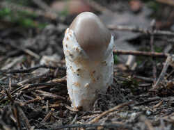 Amanita_fulva_1_SAE_20240821.thumb.jpg.85c404932950c47f4b33d9040f097d42.jpg