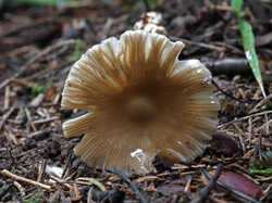 Amanita_fulva_2_SAE_20240823.thumb.jpg.4090f2b62ba08f2c50d55fc75859f7d8.jpg