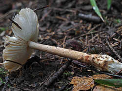 Amanita_fulva_3_SAE_20240823.thumb.jpg.f3f0ec8099fe686869974b795fda18ab.jpg