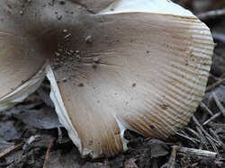 Amanita_fulva_4_SAE_20240831.thumb.jpg.b8d2d107163a3102f7184db38a9a3812.jpg