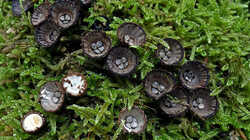 Cyathus_striatus_AWP_20240910.thumb.JPG.5b5dc09d08466afb9dc430bca8afd67c.JPG