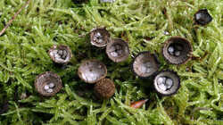 Cyathus_striatus_AWP_20240914.thumb.JPG.84fcda44871f552bb0a3058526125628.JPG