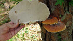 Fomitopsis_pinicola_AWP_2024_09_06.thumb.JPG.ef494706e2836d1095a28a8eac6374c3.JPG