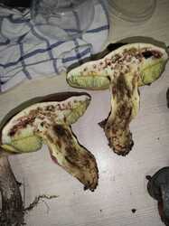 IMG_1043.thumb.jpeg.d6d86eb3bb6e0d4f33c987dfc134ea61.jpeg