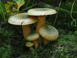 Lactarius_deterrimus_SAE_20240816.thumb.jpg.6798d4eb2295172fb0e27cde759dbca8.jpg