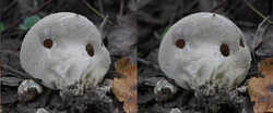 Lycoperdon_molle_SAE_20240816_right.thumb.jpg.3a854e6c640d1f5354e41985469c4974.jpg