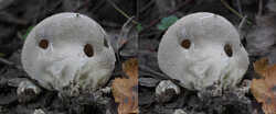 Lycoperdon_molle_SAE_20240816_stereo.thumb.jpg.7e11dcda2e4839b9d02fcb3b24769746.jpg