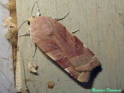 Noctua_fimbriata_NND_20220822-2.thumb.JPG.837aac300384d0e93e0f49580e40f942.JPG