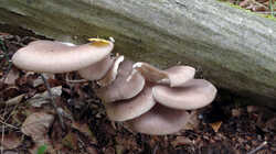 Pleurotus_ostreatus.thumb.JPG.13be2ee8ced638a99d8b859e2c362c8a.JPG