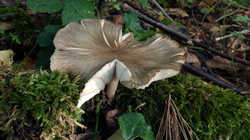 Pluteus_cervinus_sp_AWP_20240906.thumb.JPG.29fd576bb9c72edf3cd1837c7f011698.JPG