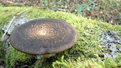 Polyporus_tuberaster_AWP_20240918.thumb.JPG.df483bca5a8ccb1250a20ddb6b16ad21.JPG