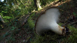 Polyporus_tuberaster_AWP_20240918_.thumb.JPG.6bffe8b4dd48d1687664c571e490c6c5.JPG