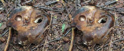 Russula_acrifolia_SAE_20240823_stereo.thumb.jpg.f258e3dfa31c4bdfd5f9b6f348bcefb9.jpg