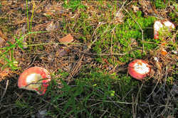 Russula_cool_1.thumb.jpg.956e1769b2ee76d11dad083469397fa3.jpg