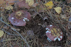 Russula_cool_2.thumb.jpg.9dc6ea796e2b2a634910972882a21e3f.jpg