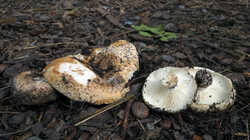 Russula_delica_AWP_20240904.thumb.JPG.8e9a6ec9e8249c67d1d3296d055333cd.JPG