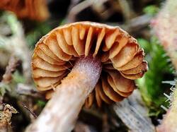 Cortinarius 240823 (5).jpg