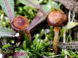 Cortinarius 240823 (2).jpg