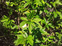 20241004_183415.thumb.jpg.eaab901130198c4c7efa38b063f7f42d.jpg