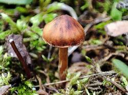 Cortinarius 240823 (1).jpg