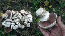 610193373_Agaricus_bitorquis_AWP_202409_27.thumb.JPG.83123d04d2556e69d78b419666caddbb.JPG