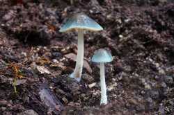 Conocybe_aeruginosa_20241007-01.jpg