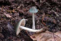 Conocybe_aeruginosa_20241007-02.jpg