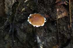 Conocybe_vestita_PSA_20180930-01.jpg