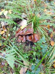 IMG-20241016-WA0015.jpg