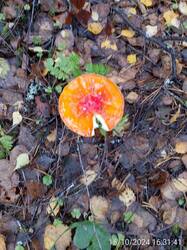 IMG-20241016-WA0017.jpg