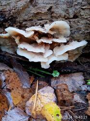 IMG-20241016-WA0023.jpg