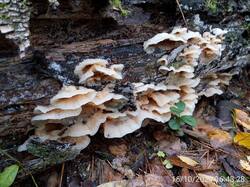IMG-20241016-WA0024.jpg