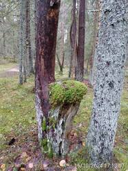 IMG-20241016-WA0031.jpg