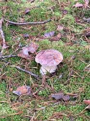 IMG-20241019-WA0018.thumb.jpg.8ceffa775f642674aacb0f6315959d9f.jpg