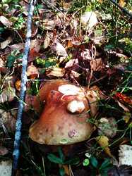 IMG_20241011_132655.jpg
