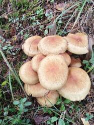 IMG_20241016_155158.jpg