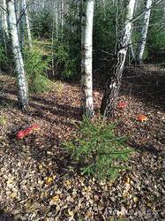 IMG_20241018_113523.jpg